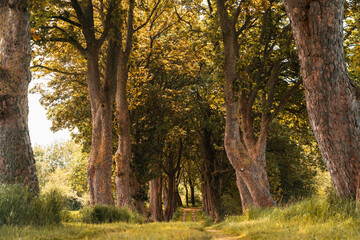 Old trees in an alley 
