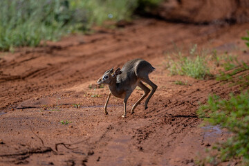 Dwarf dik-dik antelope against a background of green vegetation close-up in a national park in Kenya