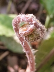 close up of a flower of a cactus