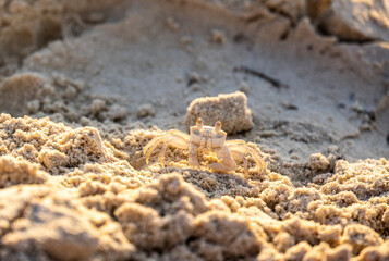 sand crab on the sand near the sea on a sunny day