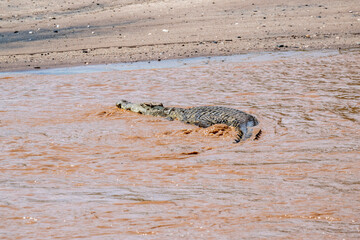 crocodile on the river bank near the water looks out for prey on a sunny day