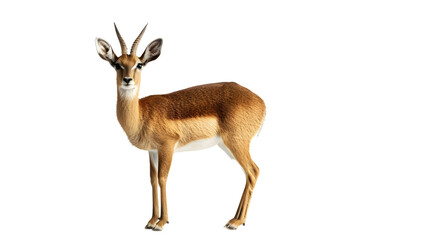 Antelope Standing on White Background