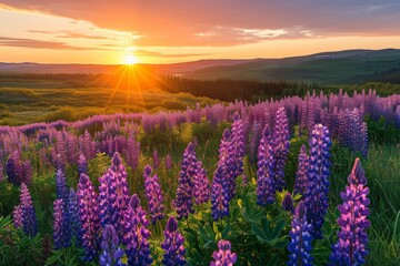 Sunset View of a Field with Purple Lupines