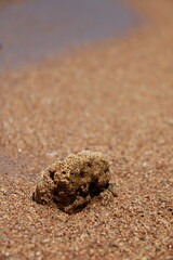 Close up of Coral