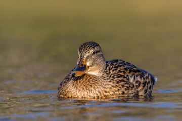 mallard duck swimming on the surface of a pond in the morning light