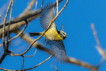 Eurasian Blue Tit in a garden in morning light