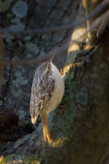 Short-toed Treecreeper perched on a tree in the morning light