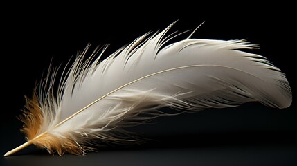 feather bird soft fluffy wing
