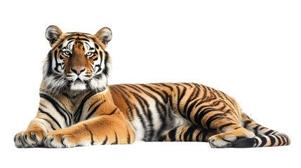 Resting Tiger on White Background