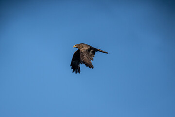 a black kite flies with its wings spread and looks out for prey on a sunny day