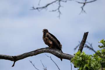 a black kite flies with its wings spread and looks out for prey on a sunny day