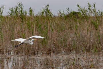 Envol d'une aigrette au milieu des marais
