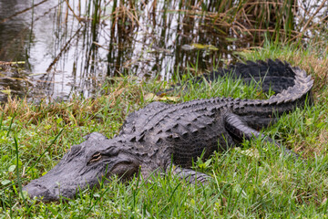 Alligator au milieu des marais