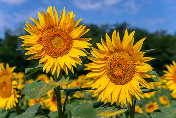 Fototapeta premium Sunflowers in the field