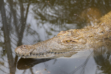 Fototapeta premium Crocodile de Floride
