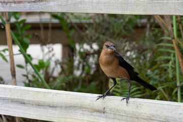 Quiscale des marais brun
