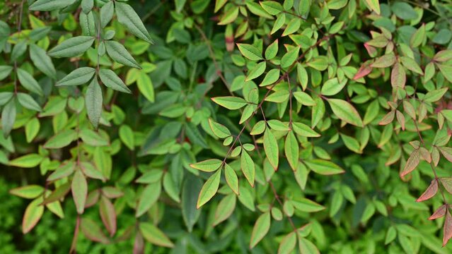 Nandina Shrubs, Secred Bamboo. Leaves of Nanten or heavenly bamboo, Nandina domestica. Heavenly bamboo in ornamental garden