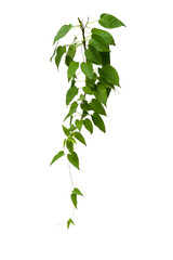 green ivy plant isolated on white background. Clipping path included.