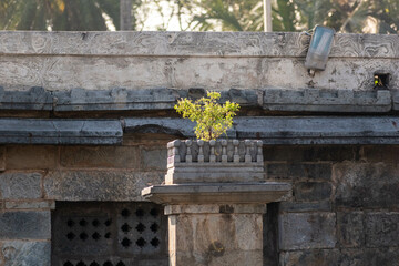 A Tulsi (basil) plant growing on an old stone plinth at the ancient Chennakeshava temple in Belur,...