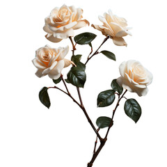 Rose flower branch isolated on transparent or white background