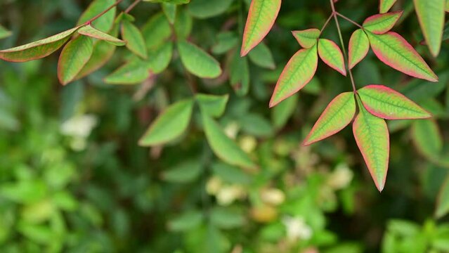 Nandina Shrubs, Secred Bamboo. Leaves of Nanten or heavenly bamboo, Nandina domestica. Heavenly bamboo in ornamental garden