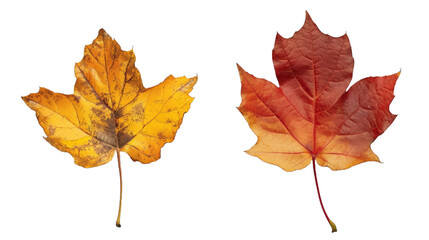 Naklejka na ściany i meble Autumn leafs next to each other on transparent background