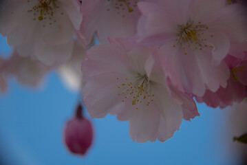 pink sakura 