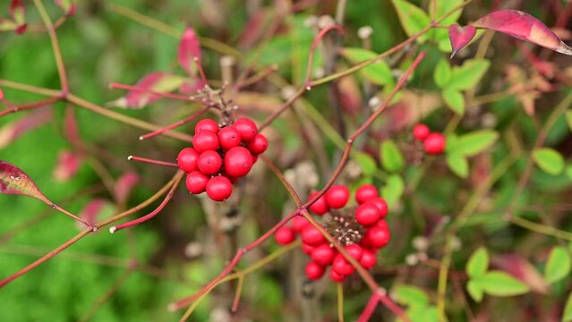 Nandina Shrubs red berries , Secred Bamboo. Leaves of Nanten or heavenly bamboo, Nandina domestica. Heavenly bamboo in ornamental garden
