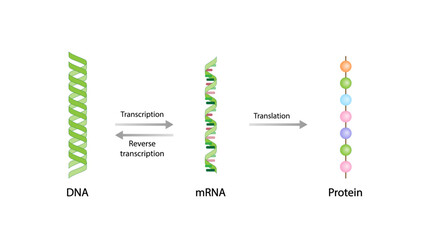 Transcription, DNA is converted into a mRNA. Reverse Transcription, mRNA is converted into a DNA. Translation, mRNA directs protein synthesis. Genetic code. Vector illustration.