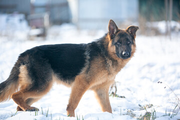 german shepherd dog in snow