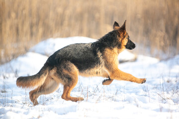 german shepherd dog in snow