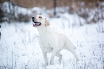 golden retriever in snow