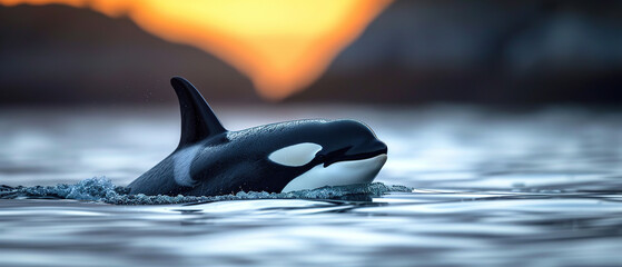 wallpaper of a orcas under water,	
 - obrazy, fototapety, plakaty