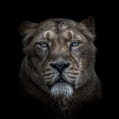 close up of the face of a lion