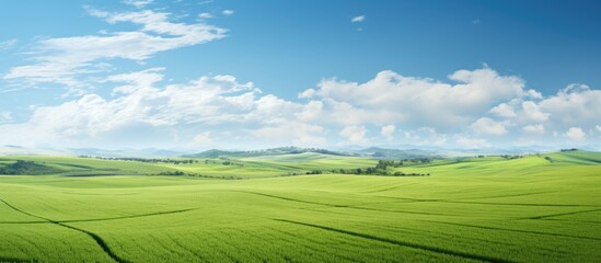 From a distance, a rectangular landscape unfolds with a vast green pea field stretching endlessly, harmoniously contrasting the vibrant blue sky above.