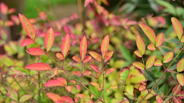 Nandina Shrubs, Secred Bamboo. Leaves of Nanten or heavenly bamboo, Nandina domestica. Heavenly bamboo in ornamental garden