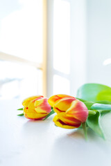 bouquet of tulips in front of a light window