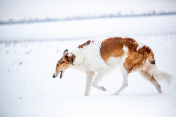 Russian Borzoi in snowy fields