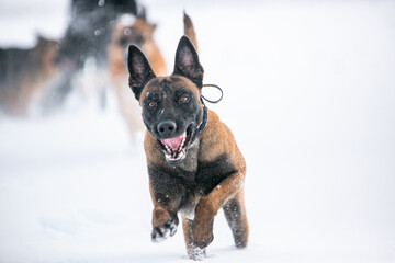 german shepherd dog in snow