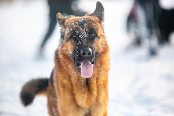 german shepherd dog in snow