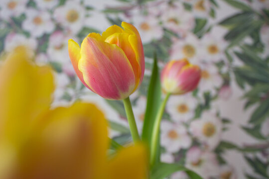 yellow and red tulips against a flower wallpaper