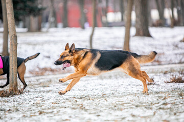 german shepherd dog in snow