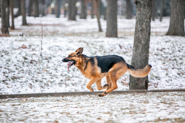 german shepherd dog in snow