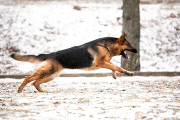 german shepherd dog in snow