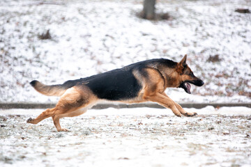 german shepherd dog in snow