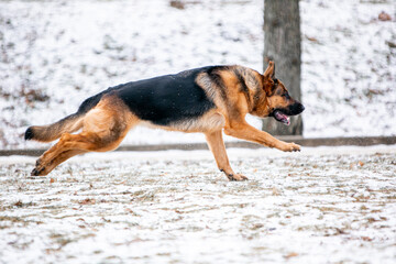 german shepherd dog in snow