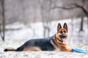 german shepherd dog in snow