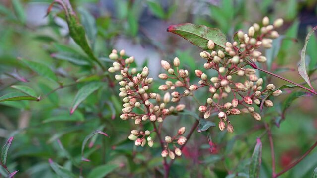 Nandina Shrubs, Secred Bamboo. Leaves of Nanten or heavenly bamboo, Nandina domestica. Heavenly bamboo in ornamental garden