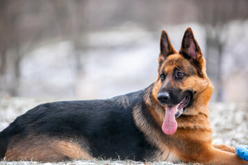 german shepherd dog in snow