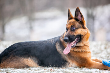 german shepherd dog on the snow